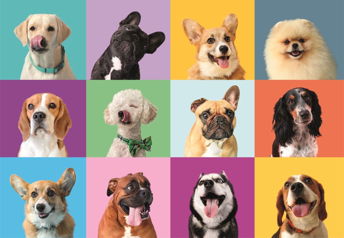 Puzzle 300 piese, funny faces - catelusi haiosi cl21739