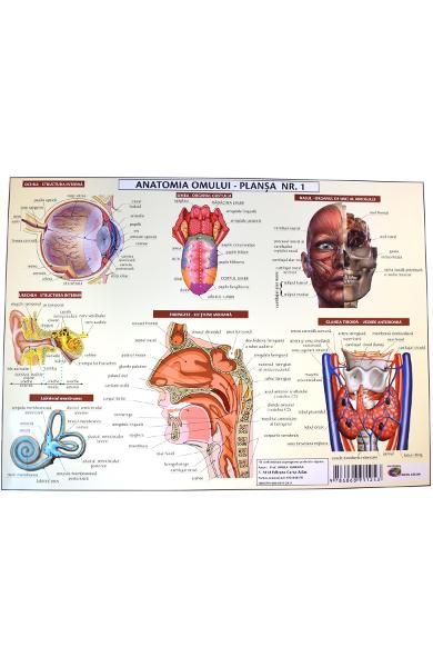 Plansa nr.1 anatomia omului