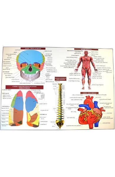 Plansa nr.1 anatomia omului