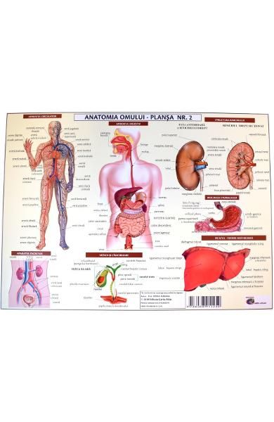 Plansa nr.2 anatomia omului