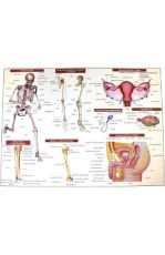 Plansa nr.2 anatomia omului