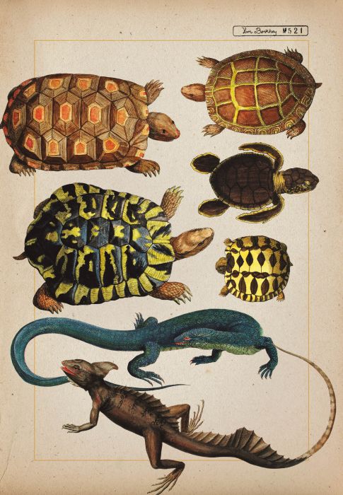 Zoologia ilustrata - Maria Carmen Soria