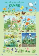 Plansa - Fauna si flora din campie - Nelson Verlag